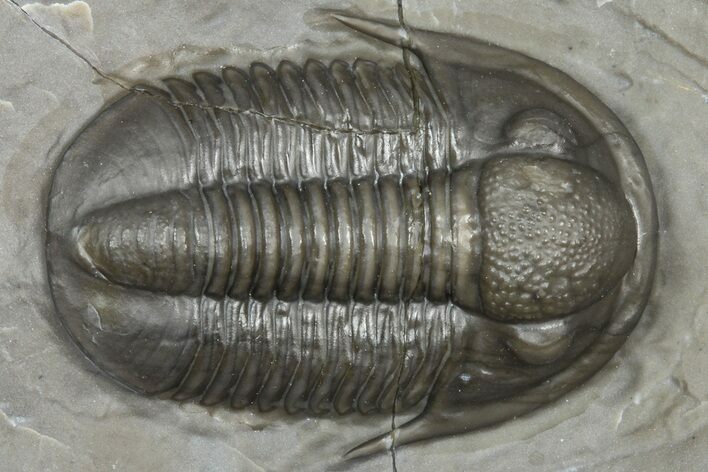 Colorful Proetid Trilobite - Jorf, Morocco #362847